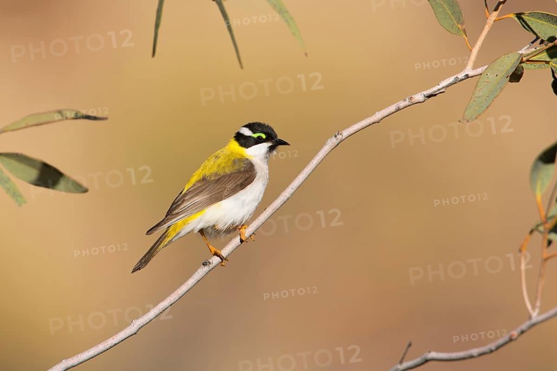Black-chinned Honeyeater (Melithreptus gularis laetior), Northern Territory, Australia