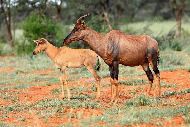 Tsessebe (Damaliscus lunatus), lyrebird, crescent moon antelope, adult, female, juvenile, Mokala National Park, Northern Cape, South Africa
