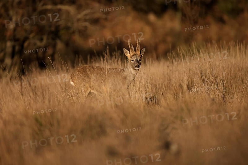 A roe deer pauses in a sunlit field, surrounded by tall golden grass. The warm light of the sunset highlights its calm and graceful presence in the natural landscape