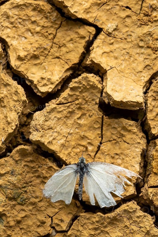 A delicate cabbage butterfly rests on dry, cracked earth, symbolizing the fragility and resilience of nature in spring. This image highlights the impact of drought on the environment