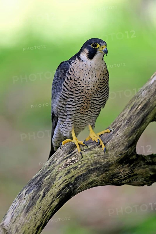 Peregrine falcon (Falco peregrinus), adult, on tree, alert, in summer, Šumava, Czech Republic