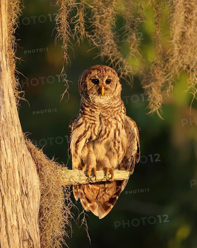 Barred Owl (Strix varia) perched on a branch, Florida, USA