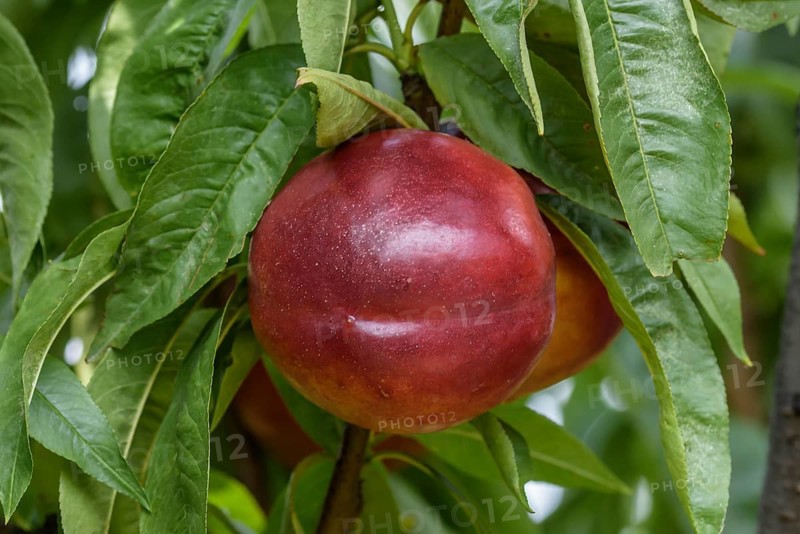 Nectarine (Prunus persica 'Top Redgold'),  Austria