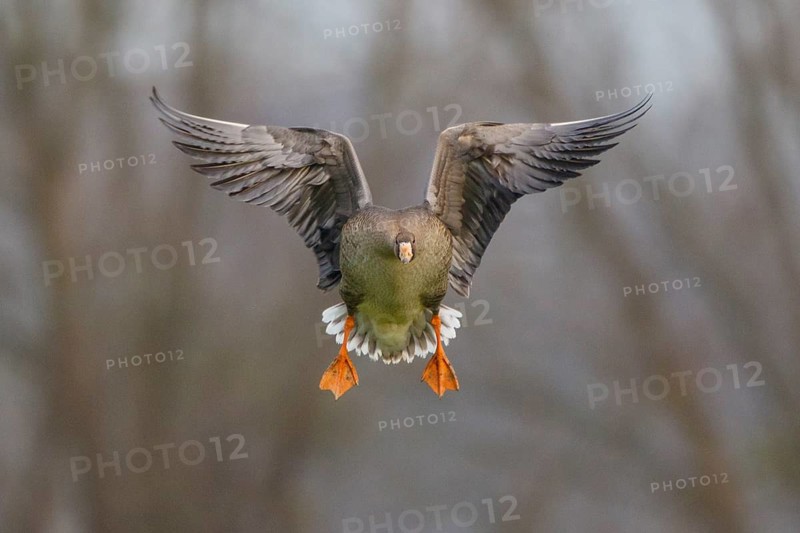 Greater White-fronted Goose (Anser albifrons) juvenile flying, North Rhine-Westphalia, Germany