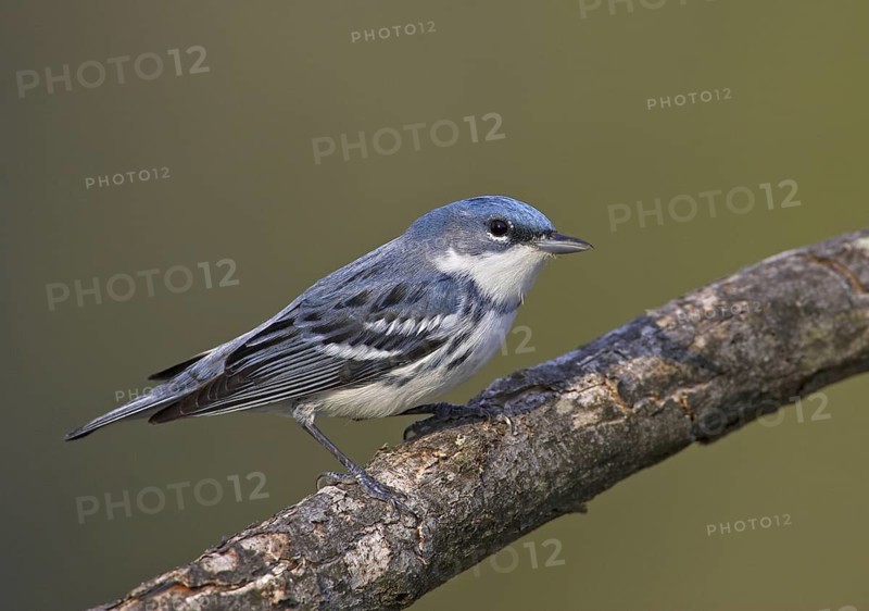 Cerulean Warbler (Setophaga cerulea), Ohio, USA
