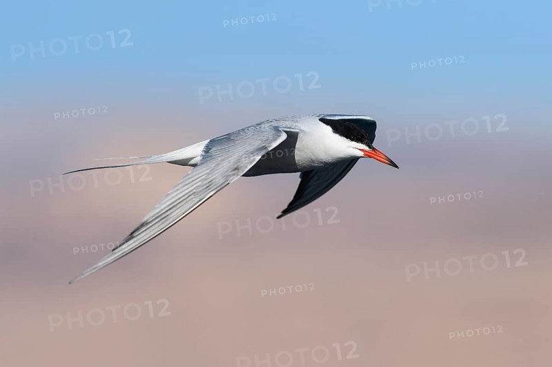 Common Tern (Sterna hirundo) flying, Eilat, Israel