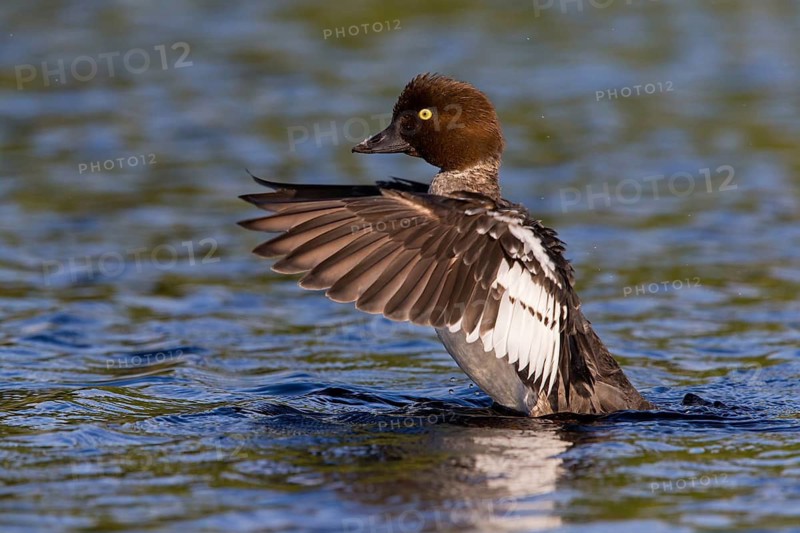 Common goldeneye, animals, birds, ducks, duck family, (Bucephala clangula), swims in water, Lentiira, Lentiira / Kuhmo, Finland