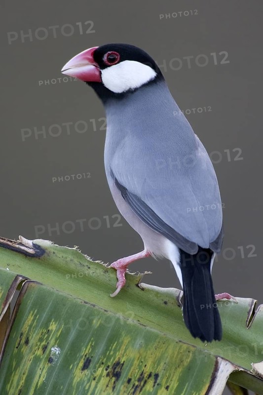 Java Sparrow (Lonchura oryzivora), Christmas Island, Australia