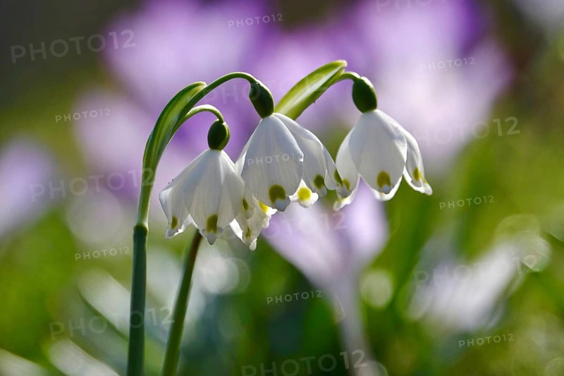 Beautiful spring snowflake (Leucojum vernum), March, Germany
