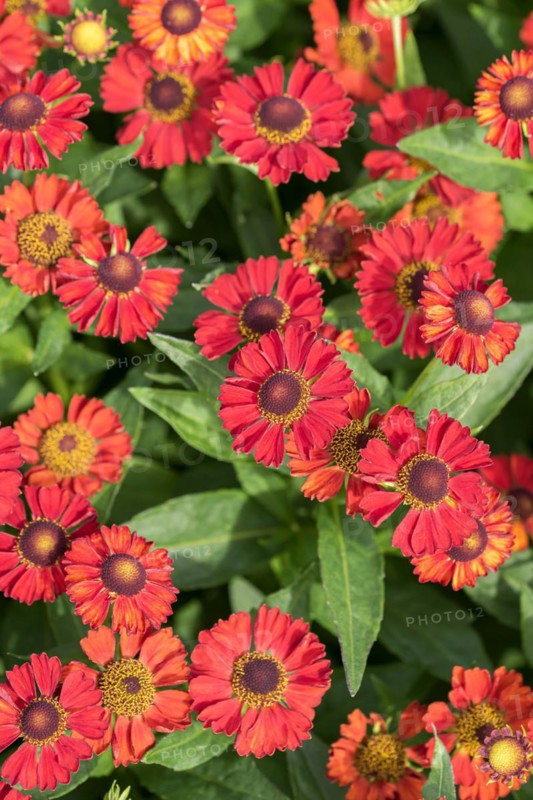 Sunflower (Helenium 'Ruby Tuesday'), Staudengärtnerei Ihm, Germany