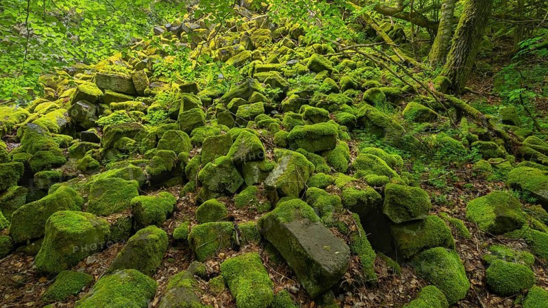 Basalt boulders, beside the basalt prisms, Gangolfsberg, Rhön Biosphere Reserve, Bavaria, Germany