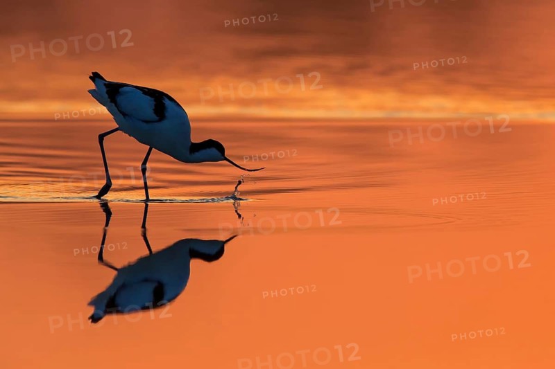 Säbelschnäbler, Pied Avocet, Avocet, Recurvirostra avosetta, Avocette élégante, Avocette, Avoceta Común