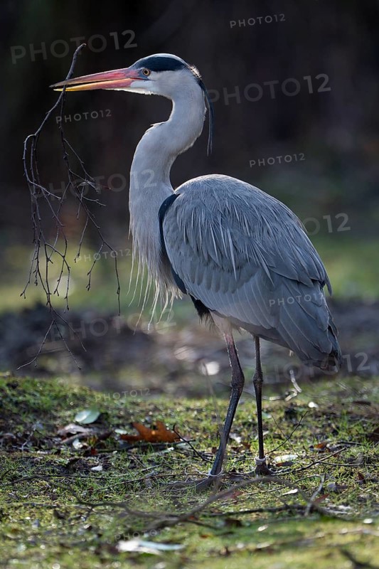 Graureiher (Ardea cinerea), Grey Heron, Altvogel sammelt Nistmaterial, im Gegenlicht, Februar, Oberhausen, Ruhrgebiet, Nordrhein-Westfalen, Deutschland