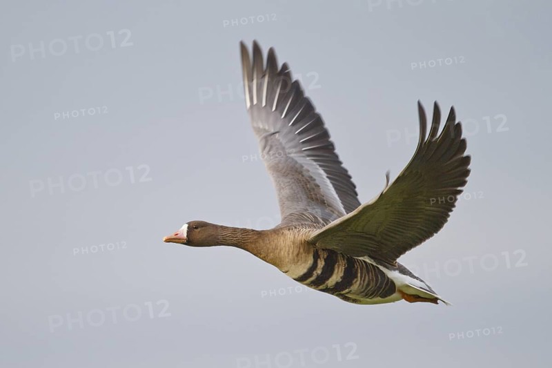 Greater White-fronted Goose (Anser albifrons) flying, North Rhine-Westphalia, Germany