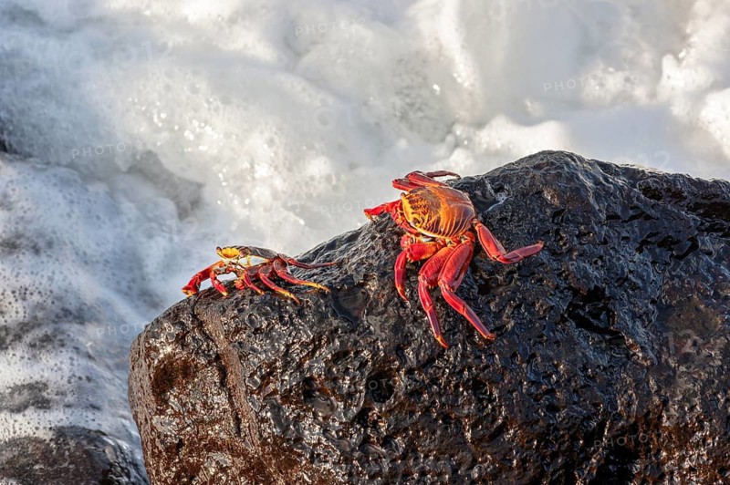 Red rock crab (Grapsus grapsus), San Cristobal, Galapagos, Ecuador