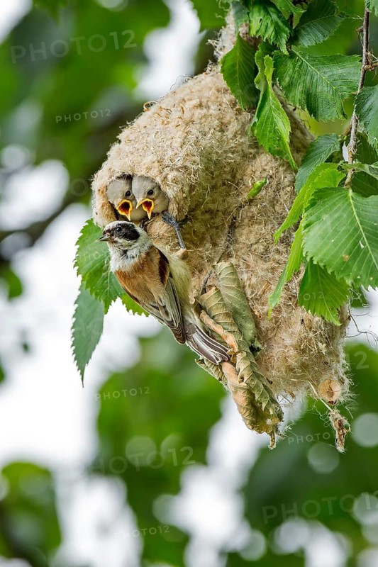 Eurasian Penduline Tit (Remiz pendulinus) female feeds chicks in nest, Saxony-Anhalt, Germany