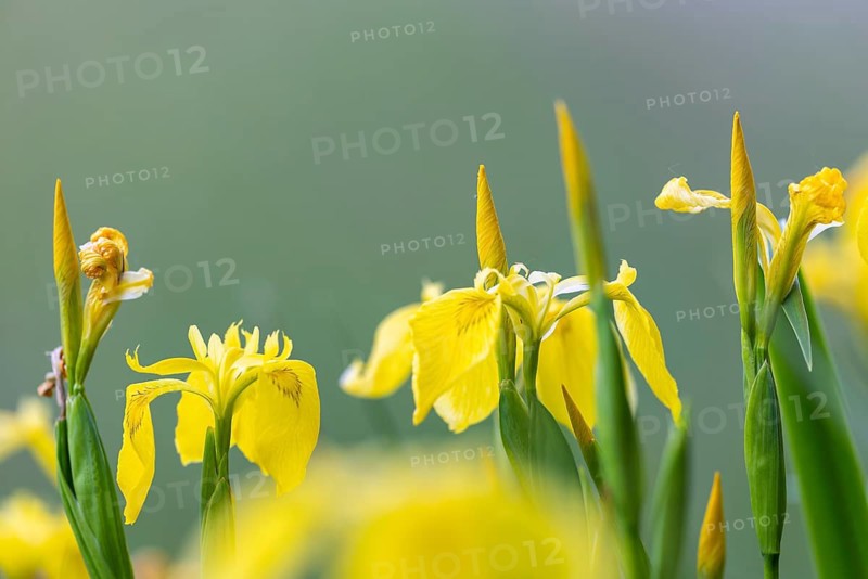 Yellow iris (Iris pseudacorus), Iris family (Iridaceae), Eriskircher Ried, Baden-Württemberg, Baden-Württemberg, Germany