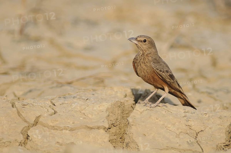 Rufous-tailed Lark (Ammomanes phoenicura), India