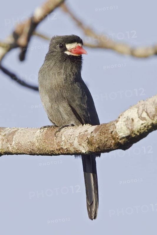 White-fronted Nunbird (Monasa morphoeus), Ecuador
