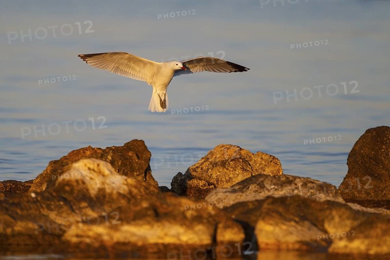 Audouin's Gull (Ichthyaetus audouinii) flying, Mallorca, Spain