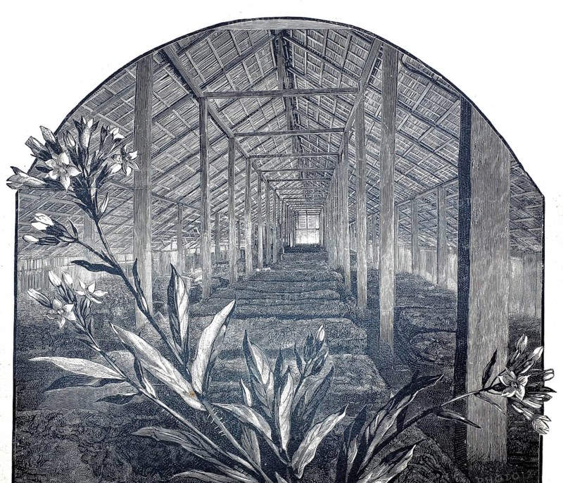 German tobacco plant in Sumatra, 1890, fermentation room with fresh tobacco leaves, tobacco, illustration, reproduction from a model from the 19th century. Authentic, file restored for optimal use, exact date of submission unknown, historical
