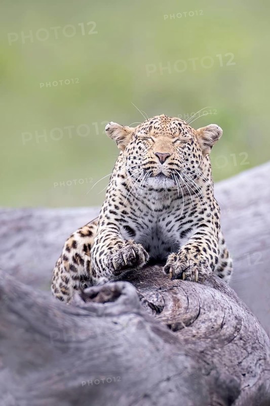 Leopard (Panthera pardus) resting on a tree with closed eyes, Sabi Sands, South Africa
