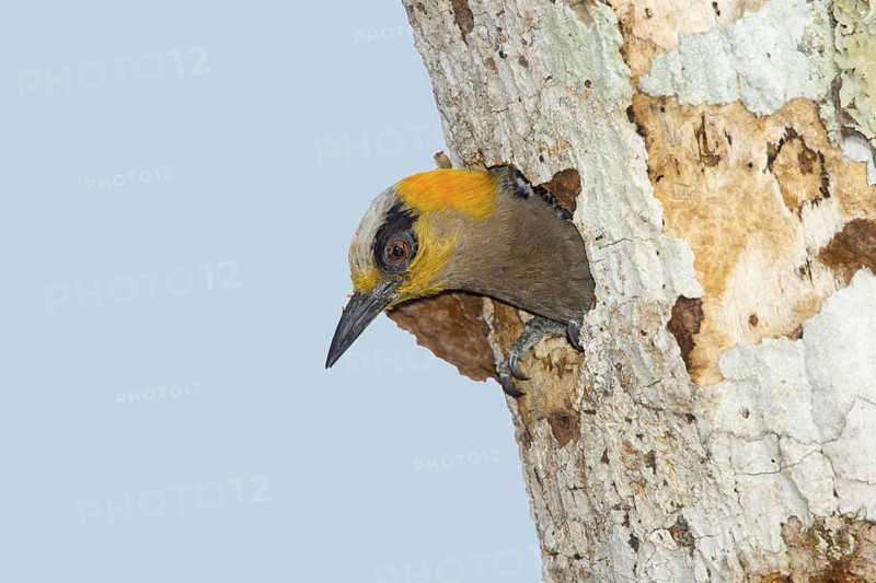 Golden-cheeked Woodpecker Melanerpes chrysogenys El Tuito, Jalisco, Mexico 9 June Adult Female at nest hole. Picidae