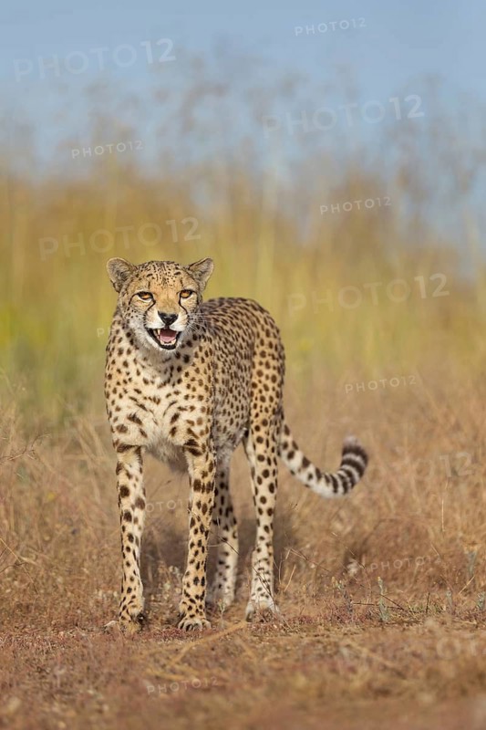 Cheetah (Acinonyx jubatus) captive hissing, Castile-La Mancha, Spain