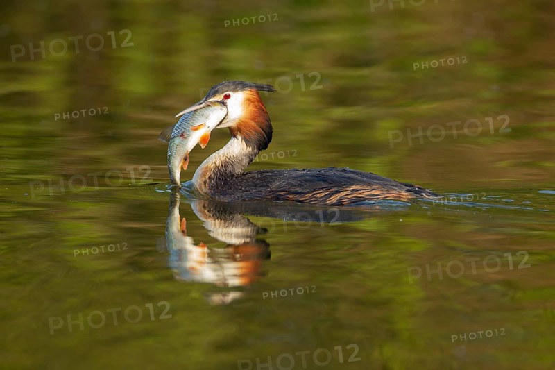 Great crested grebe (Podiceps cristatus) adult bird with a large fish for food in its beak on a lake, England, United Kingdom