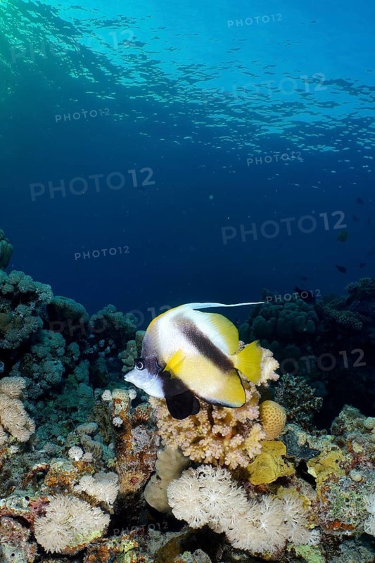 Red Sea bannerfish (Heniochus intermedius)
