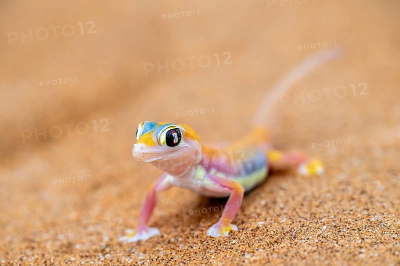 Palmato gecko (Pachydactylus rangei), Namib Desert, Namibia