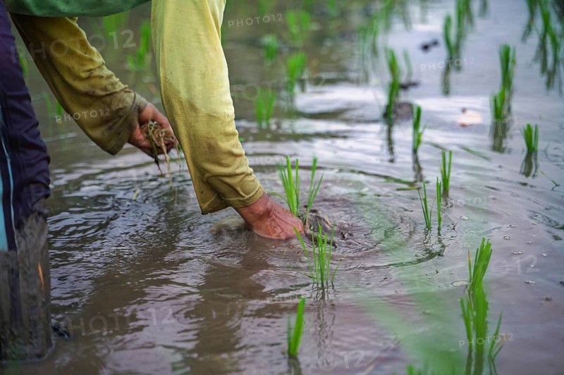 Close-up of a farmer's hands planting rice seedlings in a flooded paddy field in Indonesia. The vibrant green plants contrast with muddy water, symbolizing agricultural life