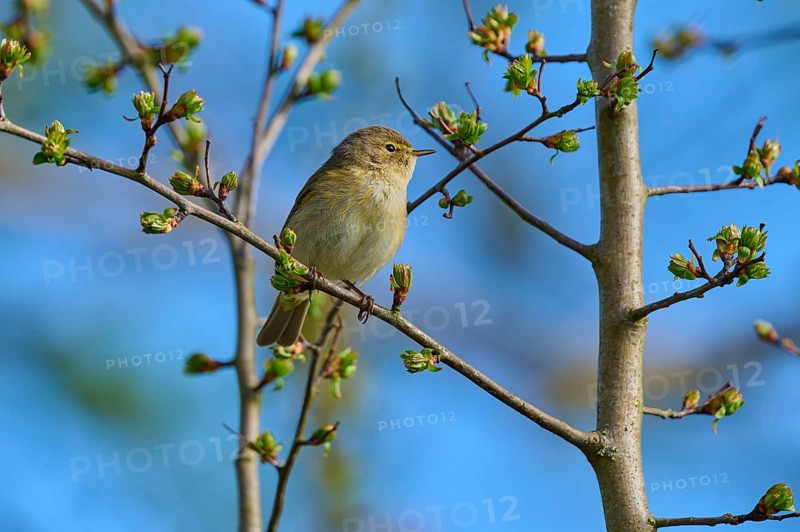 Bird on a branch with buds in front of a blue sky, chiffchaff (Phylloscopus collybita), spring, bird island, Altmühlsee, Muhr am See, Gunzenhausen, Franconian Lake District, Bavaria, Germany