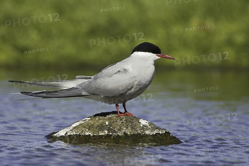 Arctic Tern (Sterna paradisaea), Iceland