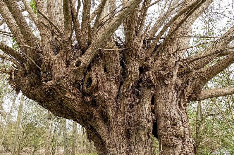 Pollarded willow (Salix spp.), riverside area, Stratford-upon-Avon, England, Great Britain