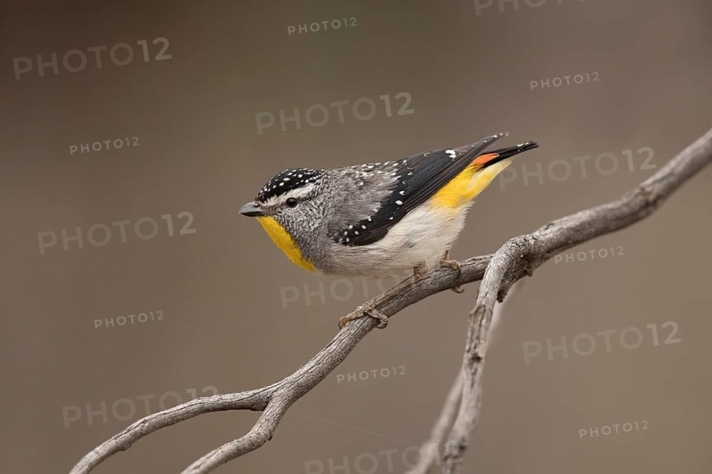 Spotted Pardalote (Pardalotus punctatus xanthopyge) male, Victoria, Australia