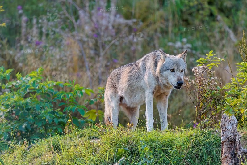 A timber wolf (Canis lupus lycaon) stands on a sunny day on its lookout in a clearing. NE USA