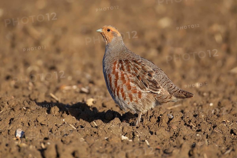 Grey or English or Hungarian partridge (Perdix perdix) adult game bird in a farmland field, Suffolk, England, United Kingdom