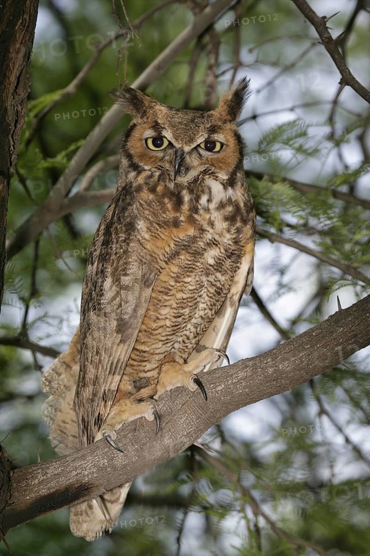 Great Horned Owl (Bubo virginianus), Arizona, USA