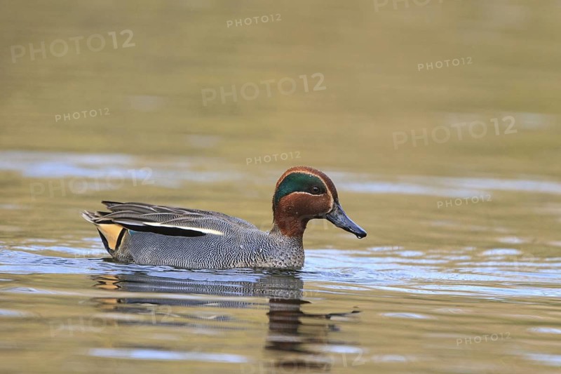 Eurasian Teal (Anas crecca) male, North Rhine-Westphalia, Germany