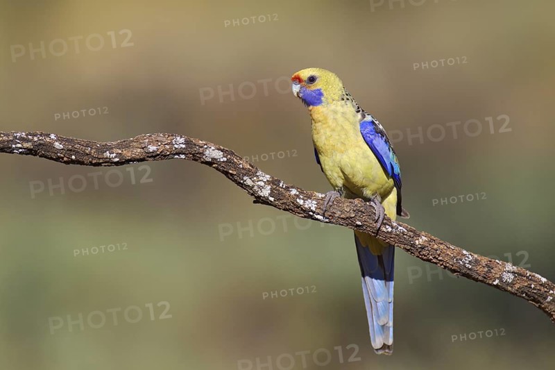 Yellow Rosella (Platycercus elegans flaveolus), Victoria, Australia
