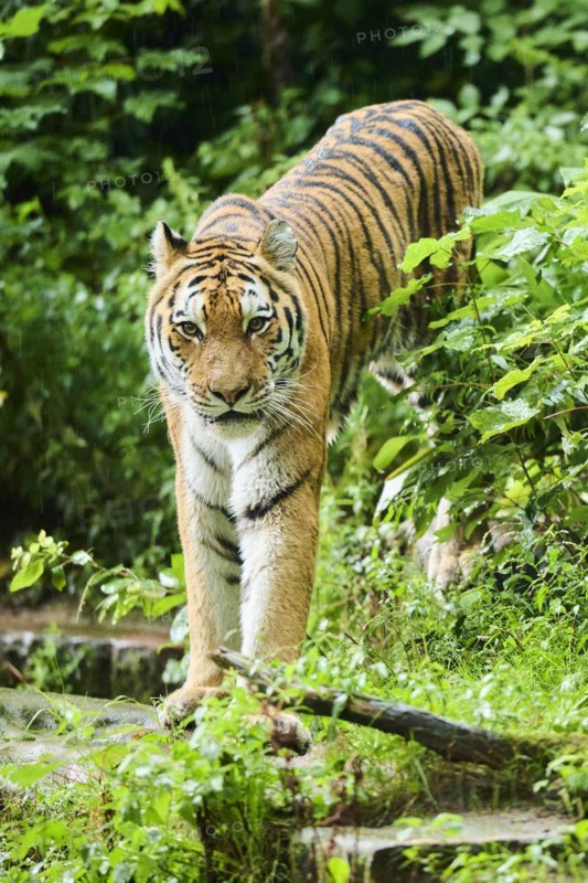 Siberian tiger (Panthera tigris altaica) walking, captive, Germany