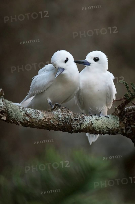 White Tern (Gygis alba candida) pair perched on a branch, Norfolk Island, Australia