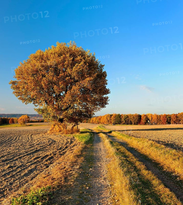 Field landscape in autumn, solitary oak tree in full autumn colour under a blue sky on a field path, near Jena, Thuringia, Germany