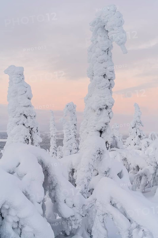 Deep snow-covered spruces, Muddus National Park, Laponia World Heritage Site, Norrbotten, Lapland, Sweden, December 2020
