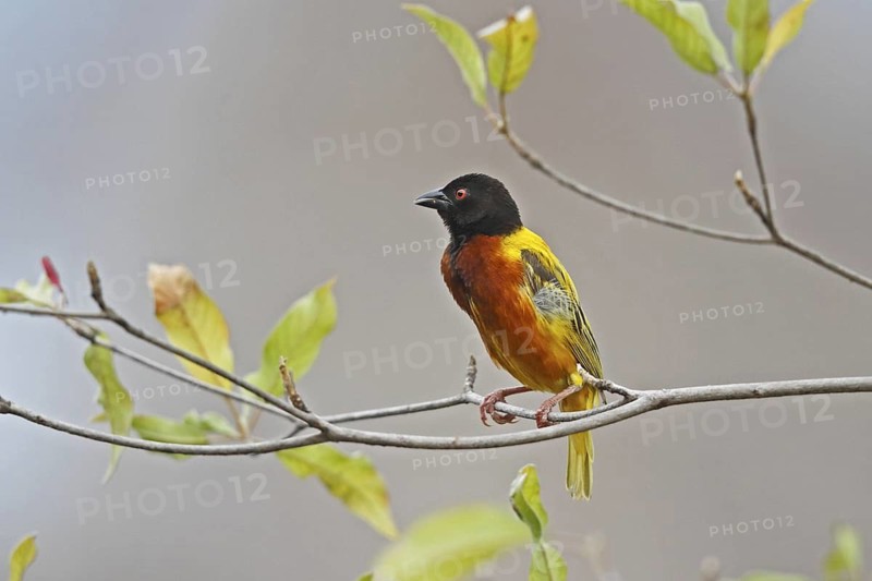 Golden-backed Weaver (Ploceus jacksoni) male, Lake Baringo, Kenya