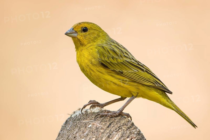 Saffron Finch (Sicalis flaveola) female, Bolivia