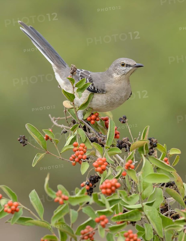 Northern Mockingbird (Mimus polyglottos) perched on a shrub, Texas, USA