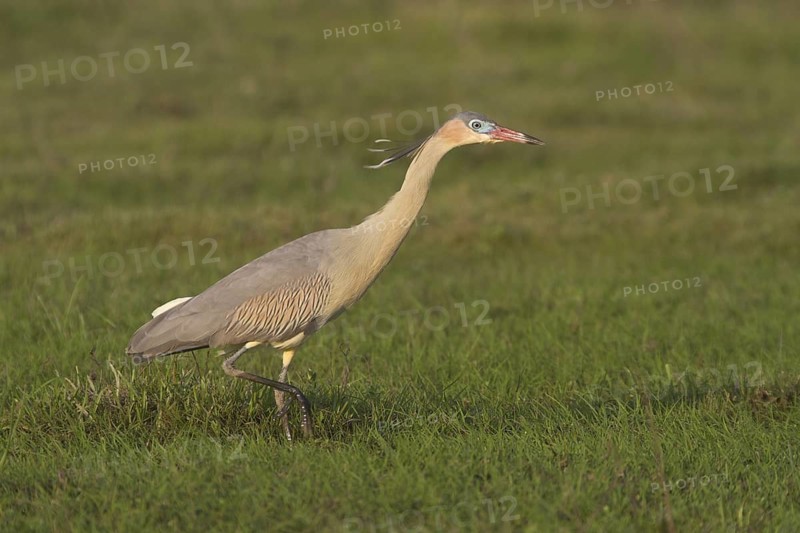 A Whistling Heron at Estancia Rincon del Socorro, Argentina