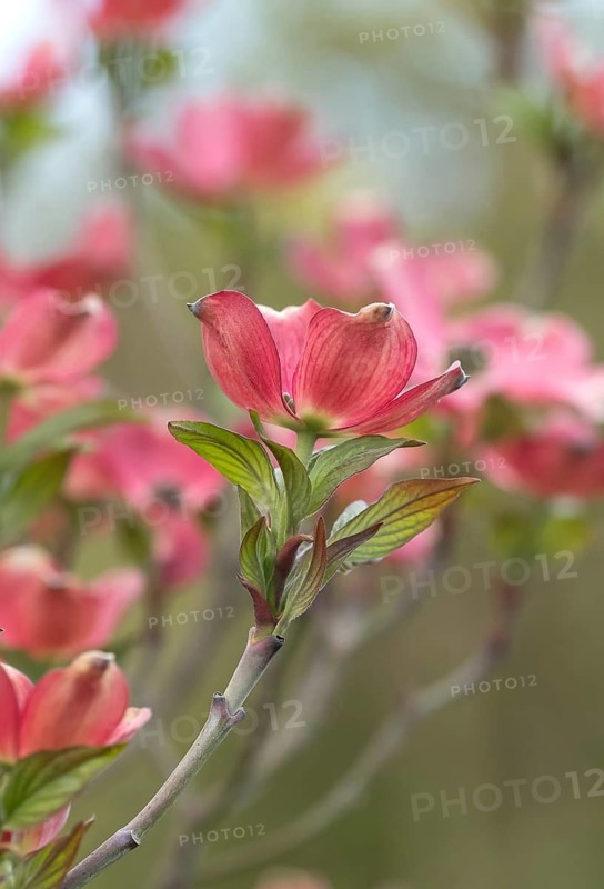 Flowering dogwood (Cornus florida 'Sweetwater'), Germany